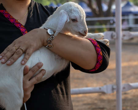 Shot of a lady holding a a lamb showing cuteness and care at a animal shelter homeの写真素材