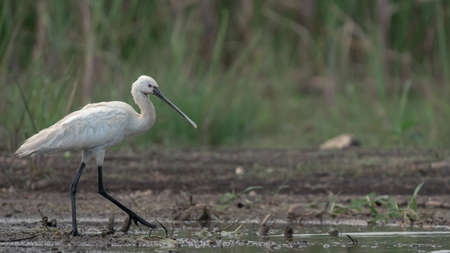 Shot of a a Eurasian spoonbill or common spoonbill a wading bird shot at Bhigwan Maharashtraの写真素材