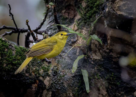 Shot a yellow browed Bulbul bird a species of songbird from the Sahyadri mountain range of Indiaの写真素材