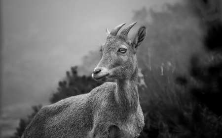 Dramatic Black and white Portrait of Ibex on Nilgiri hills of South Indiaの写真素材