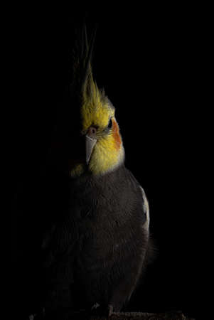 Cockatiel Portrait on a black background , dramatic lighting , partial visibility 