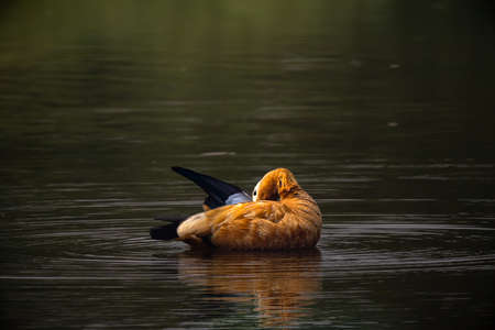 A ruddy shelduck or Brahminy ducks in the river of Bhigwan Satara Puneの写真素材