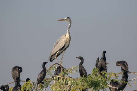 Great Heron standing tall among many cormorants on swampy marshy landの写真素材