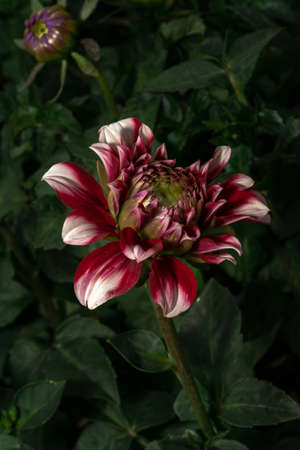 red dahlia bud about to bloom in green background, Summer flowers is genus of plants in sunflower...