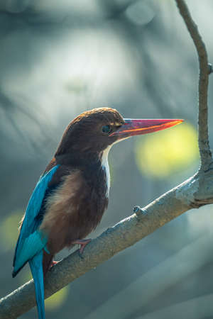 The white throated Kingfisher on perch with clear background in a forest の写真素材