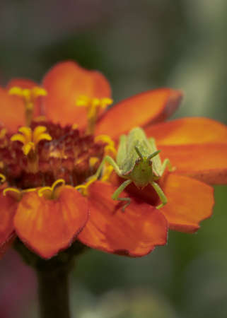 A macro shot of a grasshopper sitting on a Vibrant Orange Zinnia flower