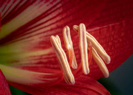 Red amaryllis flower in bloom isolated on a black backgroundの写真素材