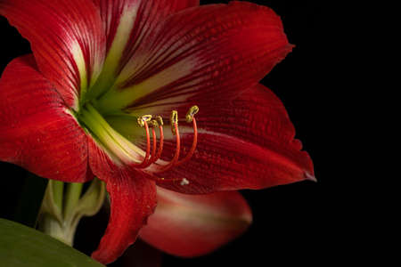Red amaryllis flower in bloom isolated on a black backgroundの写真素材