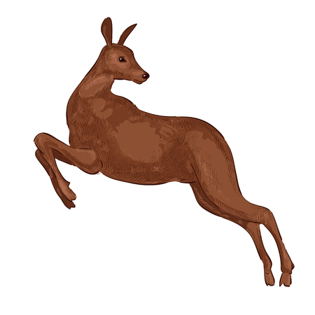 Roe on the white backgroundのイラスト素材