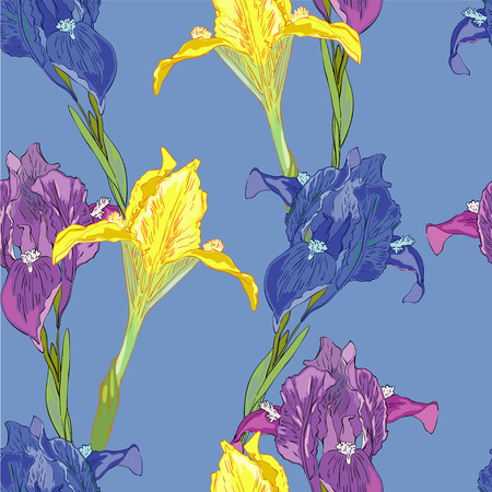 Yellow, violet and blue irisのイラスト素材