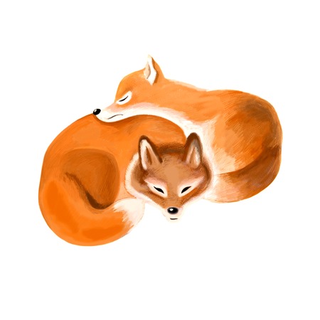 Red fox on white backgroundの写真素材