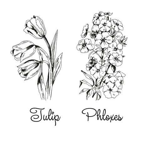 Tulip and phloxes, sketch by inkのイラスト素材