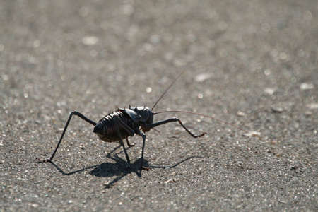 cricket crossing the roadの写真素材
