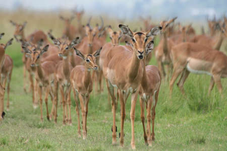 impala's herdの写真素材