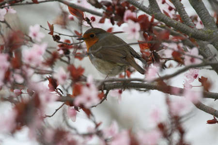 robin with flowersの写真素材
