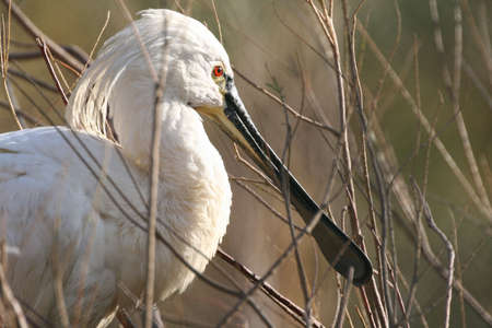spoonbillの写真素材