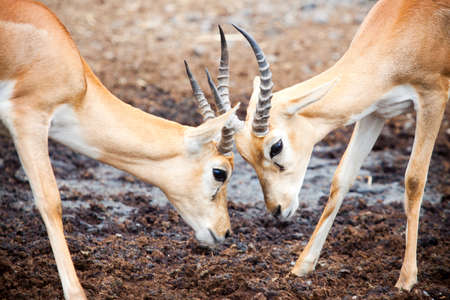 Antelope face to face in trickily fightingの写真素材