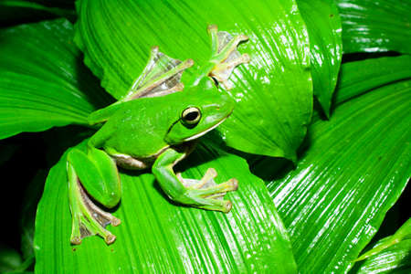Giant Treefrog of Thailandの写真素材