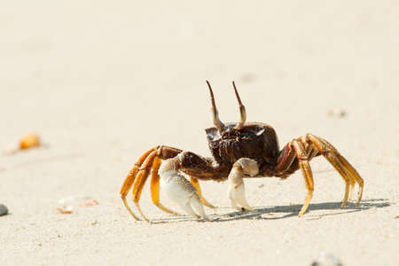 Crab on the beachの写真素材