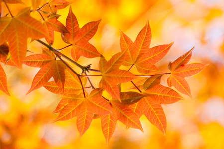 Treetop maple in Thailandの写真素材