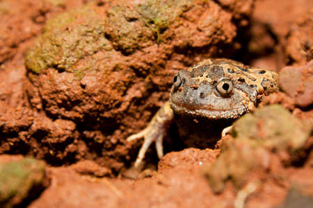 Strieped burrowing frog with hibernateの写真素材