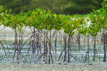 Mangrove seedlings (Rhizophora apiculata)â€‹ In planting mangrove forests On dry areas with...