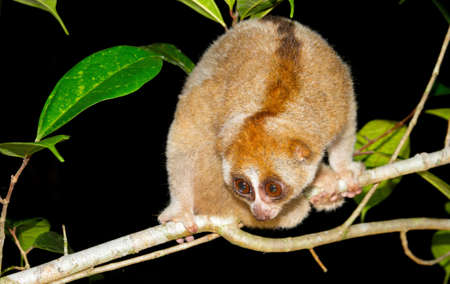 Sunda loris (nycticebus coucang) perched on a tree. Living the fig fruit at night. It is often smuggled as pets and food. Wildlife crimes in Asia.の写真素材