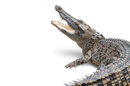 The crocodile is opening its mouth and waiting for its prey Seen inside the mouth and sharp teeth. The saltwater crocodile on a white background soared horribly. Clipping path.の写真素材