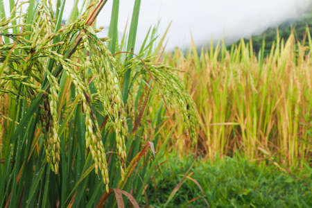 Rice field. Organic grains that are ready to be harvested in bright yellow fields are located in wilderness areas. Which is cultivated like this in Asia.の写真素材