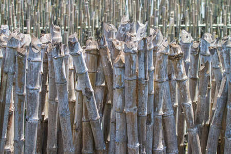 Breakwater, dry bamboo that was inserted into the muddy seashore To prevent the disappearance of the land, used to create waves. Prevent plastic waste flowing into the sea. The disappearance of the mangrove forest And coastal erosion.の写真素材