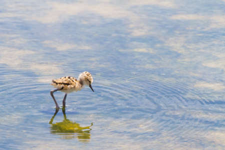 Baby black-winged Stilt Chicks (Himantopus himantopus) are solitary walking. Is a Shorebird that lives on the banks of the saltwater And in the Salt Evaporation Pond.の写真素材