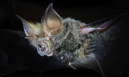 Horseshoe Bat,that live in caves Is a nocturnal animal Foul and dirty These bats are a collection of many diseases.の写真素材