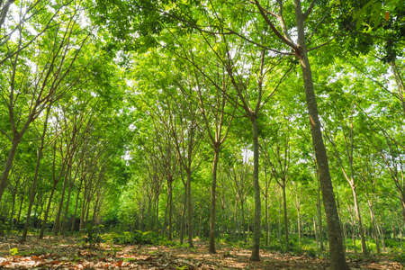 Rubber plantations with dense rubber trees Waiting for the harvest There is a reasonable distance between each tree. To promote the growth of rubber trees.の写真素材