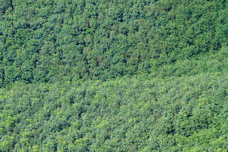 View from a high angle to see the top of many rubber trees. Distribution, abundant, abundant varieties.の写真素材