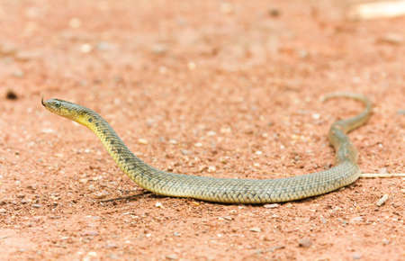Checkered Keelback (Xenochrophis piscator), raising its head on the ground It stuck out the tongue to check the environment. Live in water And is the food of the peopleの写真素材