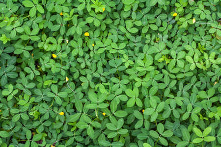Background of bright green peanut leaves. Growing groundnut seeds for growing peanuts Dense green...