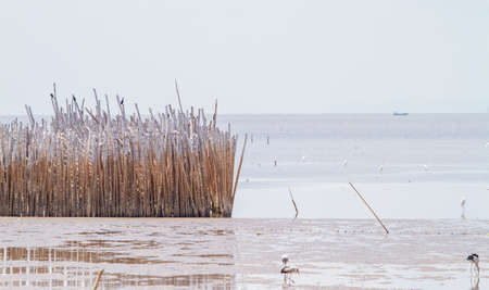 Breakwater, dry bamboo that was inserted into the muddy seashore To prevent the disappearance of the land, used to create waves. Prevent plastic waste flowing into the sea. The disappearance of the mangrove forest And coastal erosion.の写真素材