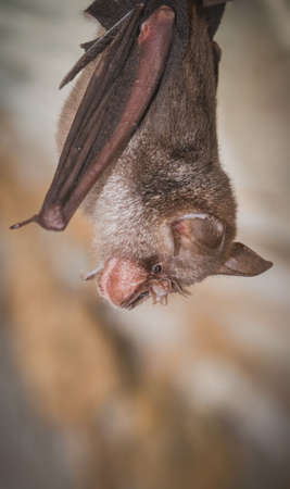 Least Horseshoe Bat (Rhinolophus pusillus),that live in caves Is a nocturnal animal Foul and dirty...
