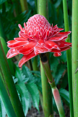 Bright red, Etlingera flower Fresh watery petals Appeared in its green clumps In the rain forest is abundant. This flower can be eaten.の写真素材