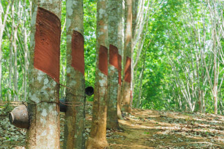 Rubber trees that have been harvested In a rubber plantation with large rubber trees, rich and fertile, cultivated in Asia.Stop harvesting because of low latex prices.の写真素材