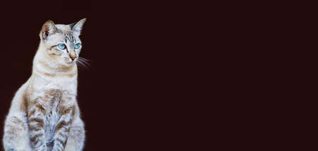 Cats with gray and brown patterns have blue eyes, which have hair breeds and Siamese cats. Staring at something with determination In the brown background.の写真素材