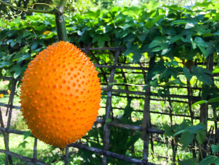 Baby Jackfruit, Cochinchin Gourd, Spiny Bitter Gourd, Sweet Gourd (Momordica cochinchinensis), it ripe full of orange thorns Stick with their vines Adhesion on bamboo frames.の写真素材