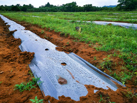 Mulching FilmBlack, plastic mulch to maintain moisture to the seedlings. To increase the survival...