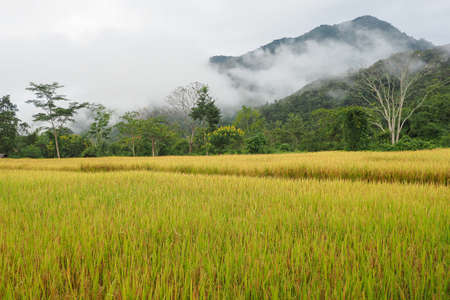 The bright yellow rice fields are located in the fertile forest areas. There is a beautiful nature all around.の写真素材