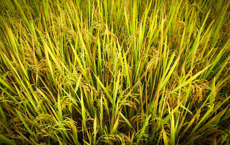 Organic grains that are ready to be harvested in bright yellow fields are located in wilderness areas. Which is cultivated like this in Asia.の写真素材