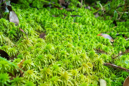 Green sphagnum moss on the ground in high humidity rainforest. Green moss that can hold water well. Commonly used to decorate a fish tank.の写真素材