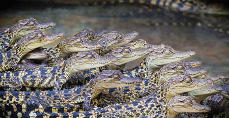 Baby crocodiles in the farm have just hatched from the egg. They were improve species for economic trading, especially the export of blood and tanning leather. Hybrid crocodile cub.の写真素材
