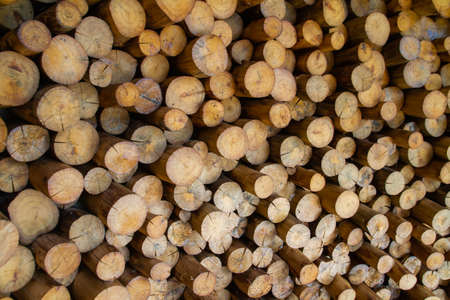 Cross-section of eucalyptus poles, stocked for use as bracing, construction scaffolding posts, house posts and for the pulp industry.の写真素材