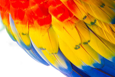 The wing feathers of the Scarlet macaw (Ara macao)â bird are colorful and beautiful. Large parrot bird feathers The color of the wing feathers. Red Yellow Blue Featherの写真素材
