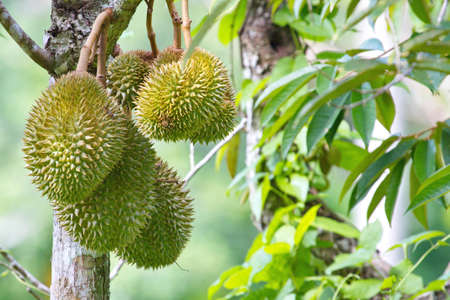 Durians on the durian tree Which is hidden in the bushes in the shady gardens.の写真素材